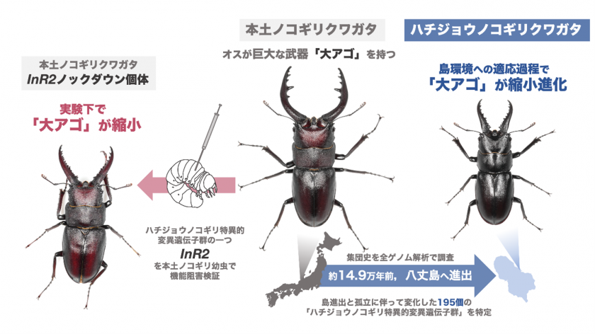 島流し”にあったノコギリクワガタは、なぜ巨大な武器を手放したのか